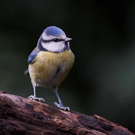 Chalet Sunnychalet Beekbergen