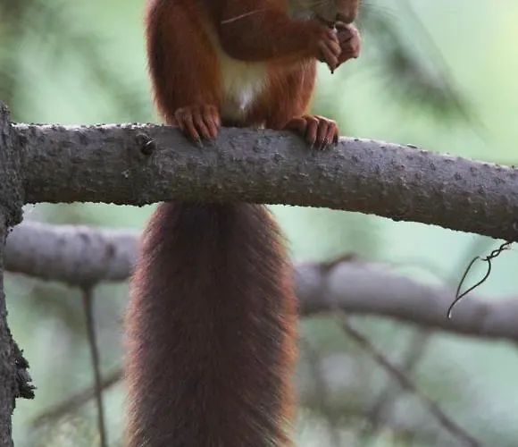 Sunnychalet Chalet *