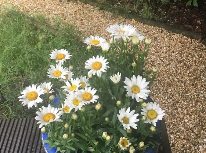 شاليه Sunnychalet *