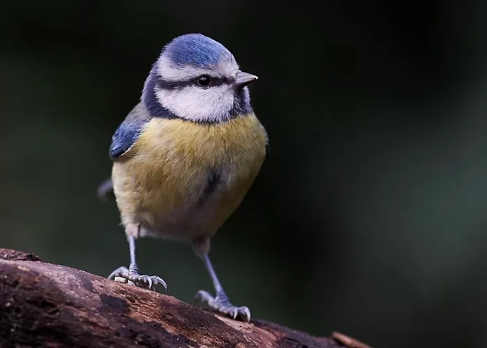 Chalet Sunnychalet Beekbergen